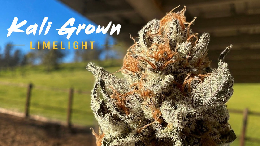 Lacee Horner with Limelight aka Rockstar cannabis plant in Northern California Zone 9A home garden – award-winning Kalifornia Grown genetics from the 2026 California State Fair