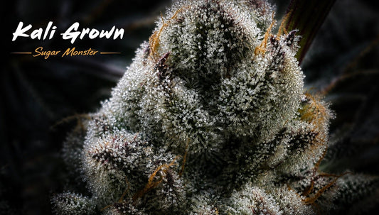 Sugar Monster Strain by Kalifornia Grown | Award-Winning Genetics from the 2026 California State Fair